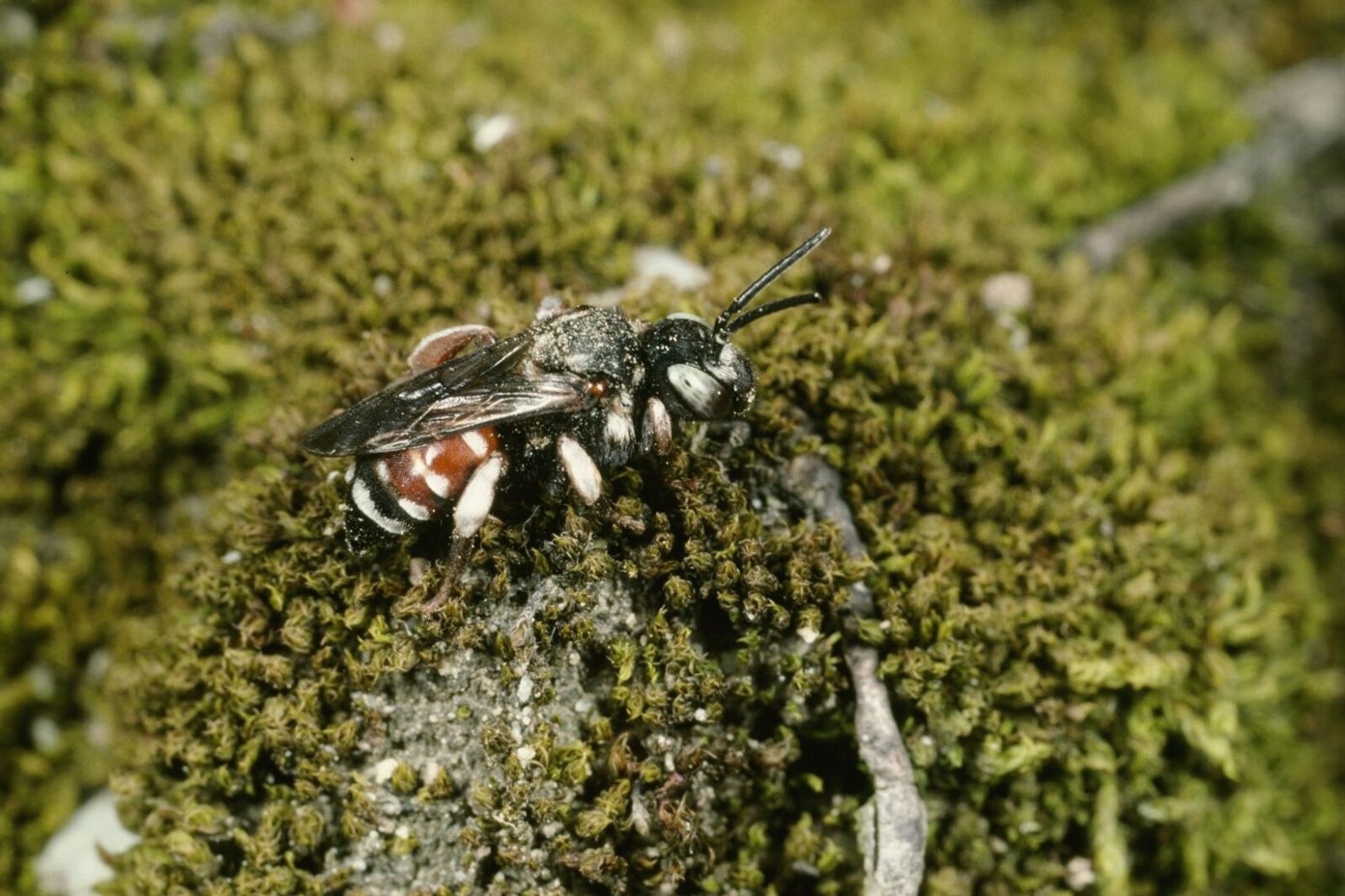 Weibchen am Nistplatz der Wald-Schenkelbiene. Foto: Albert Krebs