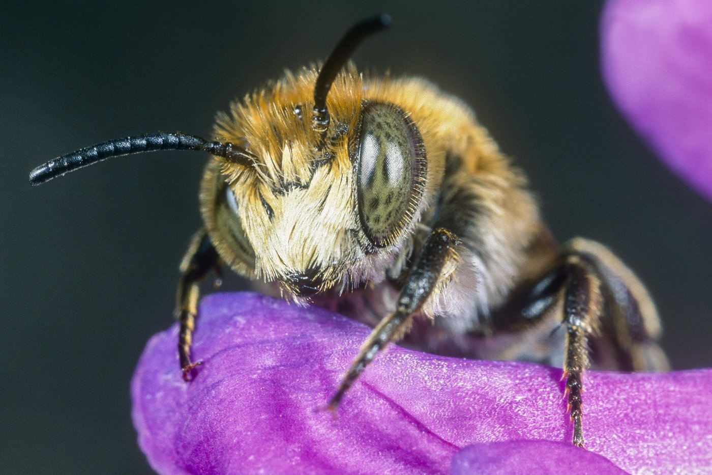 Vierzähnige Kegelbiene sitzt auf einer lila Blüte