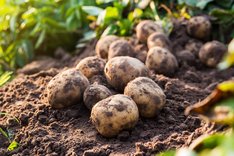Bio-Kartoffeln zu Flocken und Stärke verarbeiten