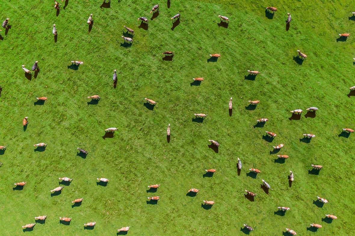 Luftaufnahme einer Kuhherde.
