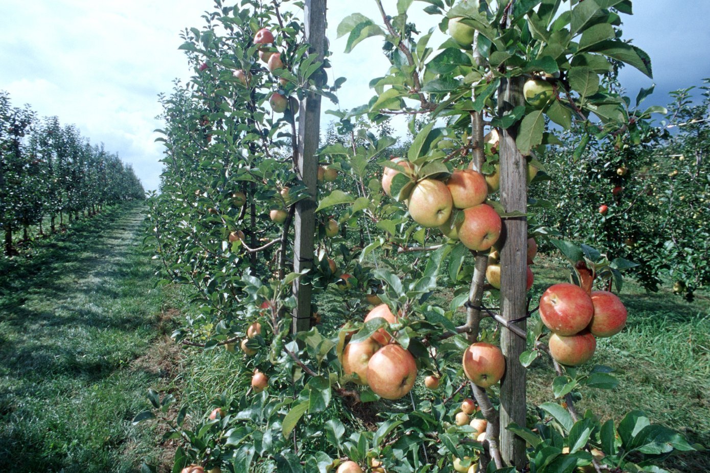 Ökologische Apfelplantage. Nahaufnahme eines Öko-Apfelbaums mit reifen Früchten. Foto: Thomas Stephan, BLE