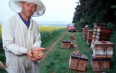 Grundlagen der ökologischen Bienenhaltung