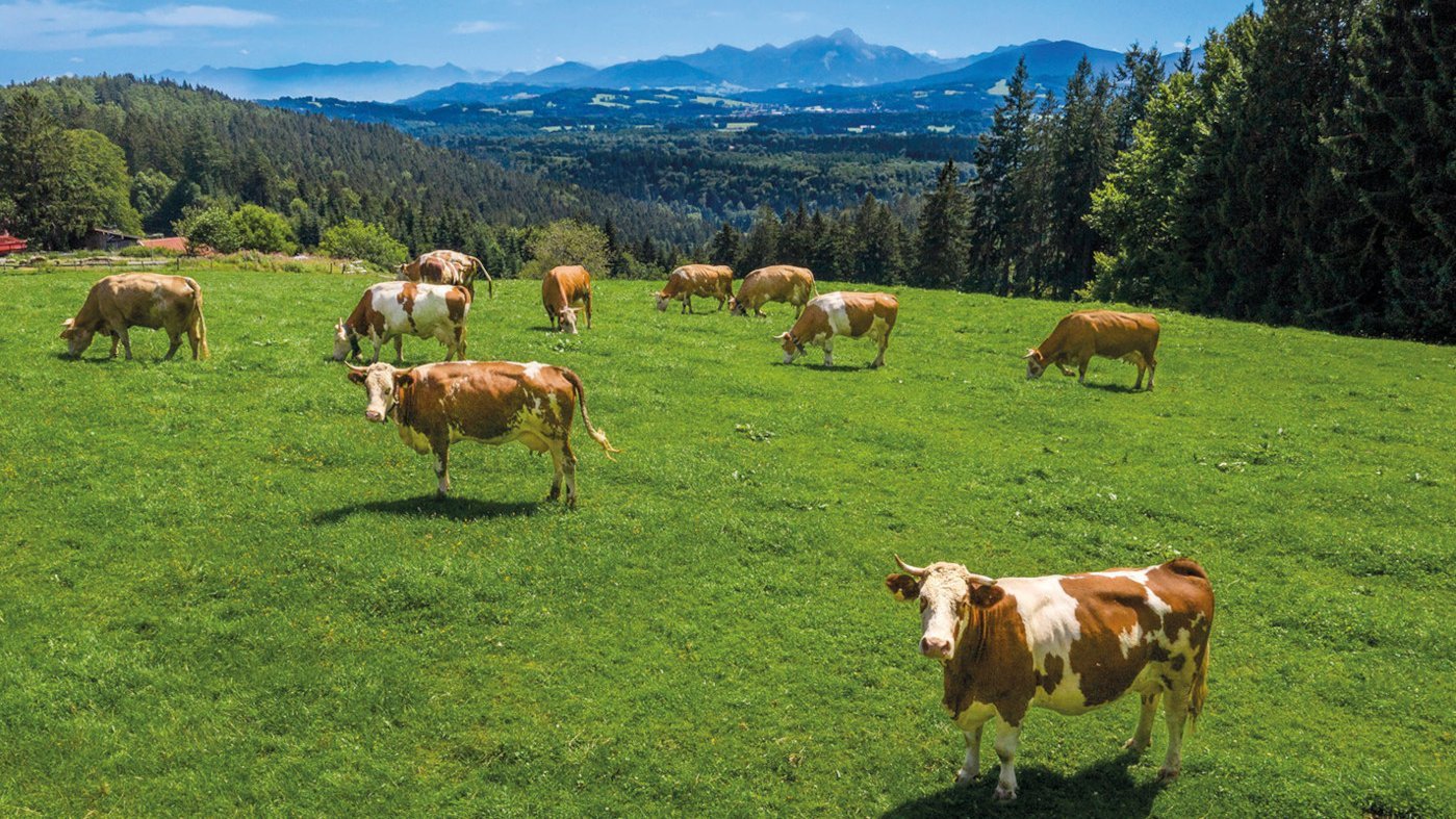Kühe auf einer Wiese vor Alpenpanorama