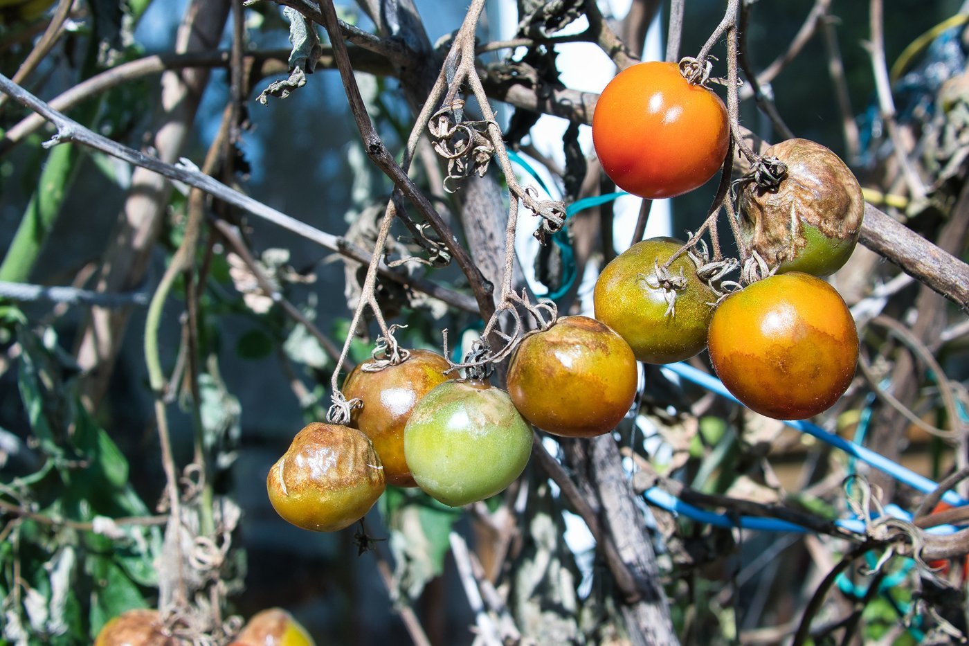 Ernteausfall bei Tomaten. Klick führt zu Großansicht in neuem Fenster.