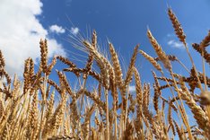Heterogene Weizenpopulationen – Anbauversuche