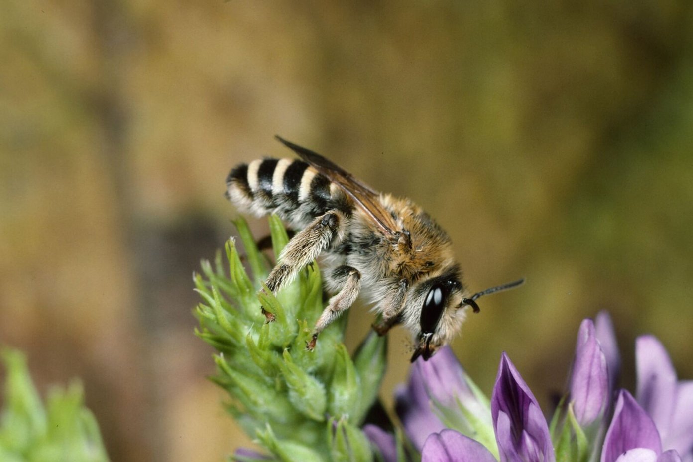 Luzerne-Sägehornbiene. Foto: Albert Krebs, CC BY-SA 4.0