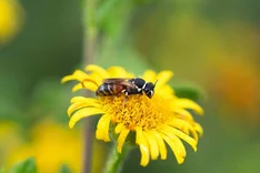 Rote Maskenbiene (Hylaeus variegatus, FABRICIUS 1798)