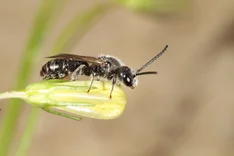 Ungezähnte Glanzbiene (Dufourea inermis, NYLANDER 1848)
