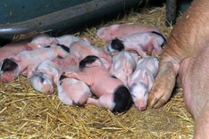 Zucht und Rassenwahl in der Öko-Schweinehaltung