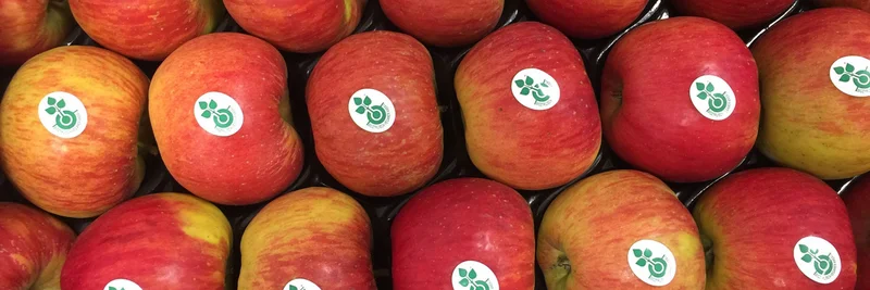 Äpfel mit Stickern des biozyklisch-veganen Anbaus.