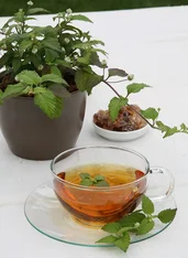 Teetasse mit Kraut im Topf. Klick führt zu Großansicht im neuen Fenster.