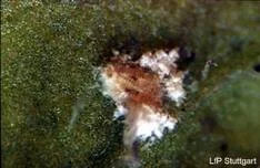 Beauveria bassiana (Pilzart)