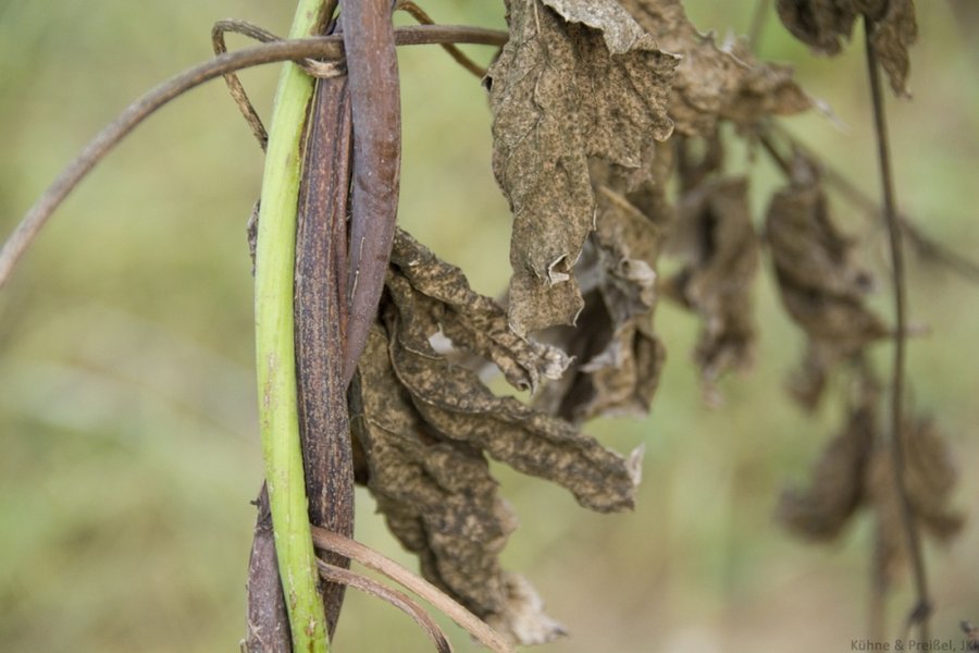 Verticillium-Welke (Verticillium nonalfalfae, V. dahliae)