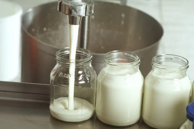 Joghurt-Gläser während der Füllung. Klick führt zu Großansicht.