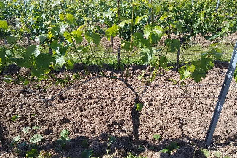 Riesling-Laubwand nach früher Entblätterung vor der Blüte. Klick führt zu Großansicht im neuen Fenster.