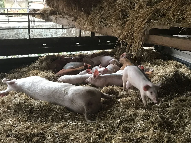 Schweine im Stall