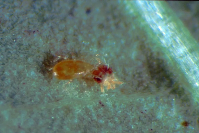 Amblyseius cucumeris, A. barkeri (Raubmilben)
