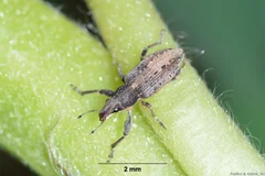 Blattrandkaefer Sitona spp.