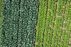 Mulchgemüse Hessen - Wirtschaftlicher Gemüseanbau in naturnahem Mulchsystem