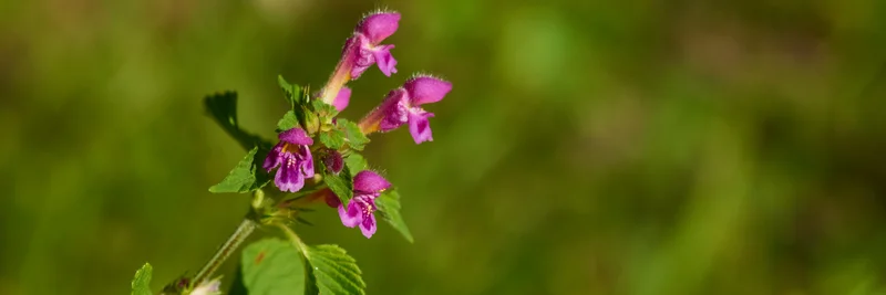 Wald-Ziest mit Blüte. Klick führt zu Großansicht in neuem Fenster, Schließen per ESC.