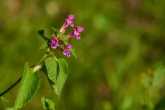 Pflanze des Monats Juni 2024: Wald-Ziest (Stachys sylvatica)