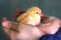 Was heißt "Ohne Kükentöten" und mit "Bruderhahnaufzucht"?
