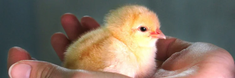 Küken in der Hand.