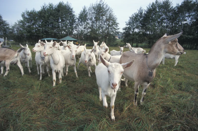 Ziegenherde auf der Weide