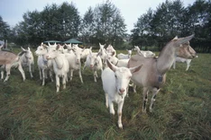 Züchterische Standortbestimmung (ZSB)