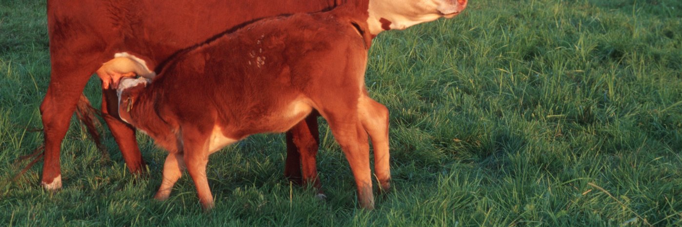 Mutterkuh mit Kalb auf der Weide