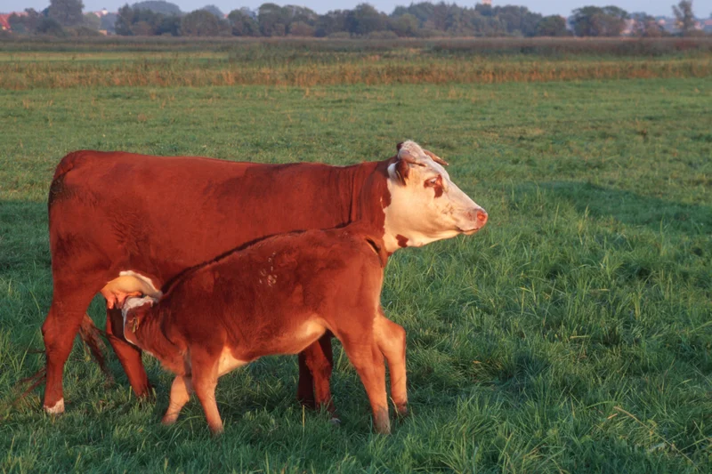 Kalb trinkt Milch am Euter einer Mutterkuh auf der Weide. Klick führt zu Großansicht, Schließen mit ESC 