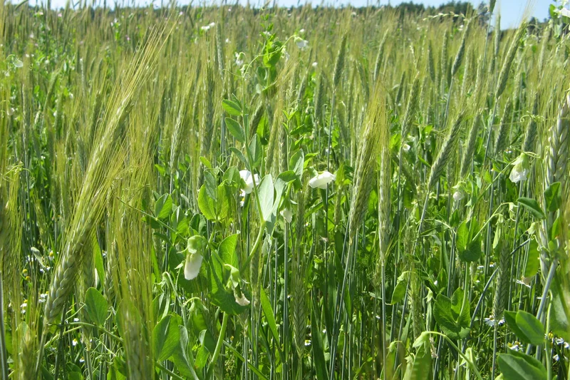 Gemenge aus Sommererbse und Triticale. Klick führt zu Großansicht in neuem Fenster, schließen per ESC.