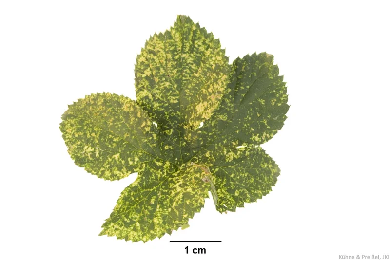 Mosaikviren: Hopfenmosaikvirus und Apfelmosaikvirus