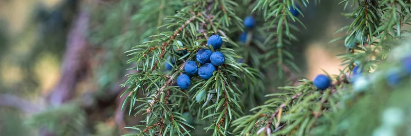 Wacholderbeeren am Zweig.