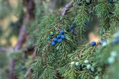Die Pflanze des Monats Dezember 2025: Gemeiner Wacholder (Juniperus communis)