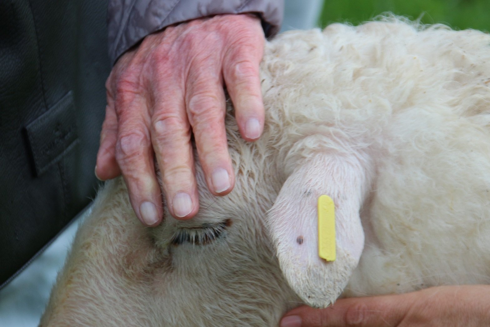 Eine Hand liegt auf dem Kopf eines Schafes