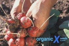 Hände, wie sie ein Bund frischer Radieschen über dem Acker halten. Am rechten unteren Bildrand steht in blauer Schrift "organic X seeds". Klick führt zu Großansicht.