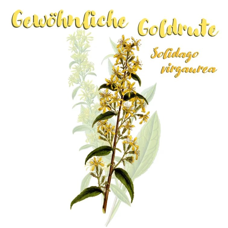Zeichnung der gewöhnlichen Goldrute.