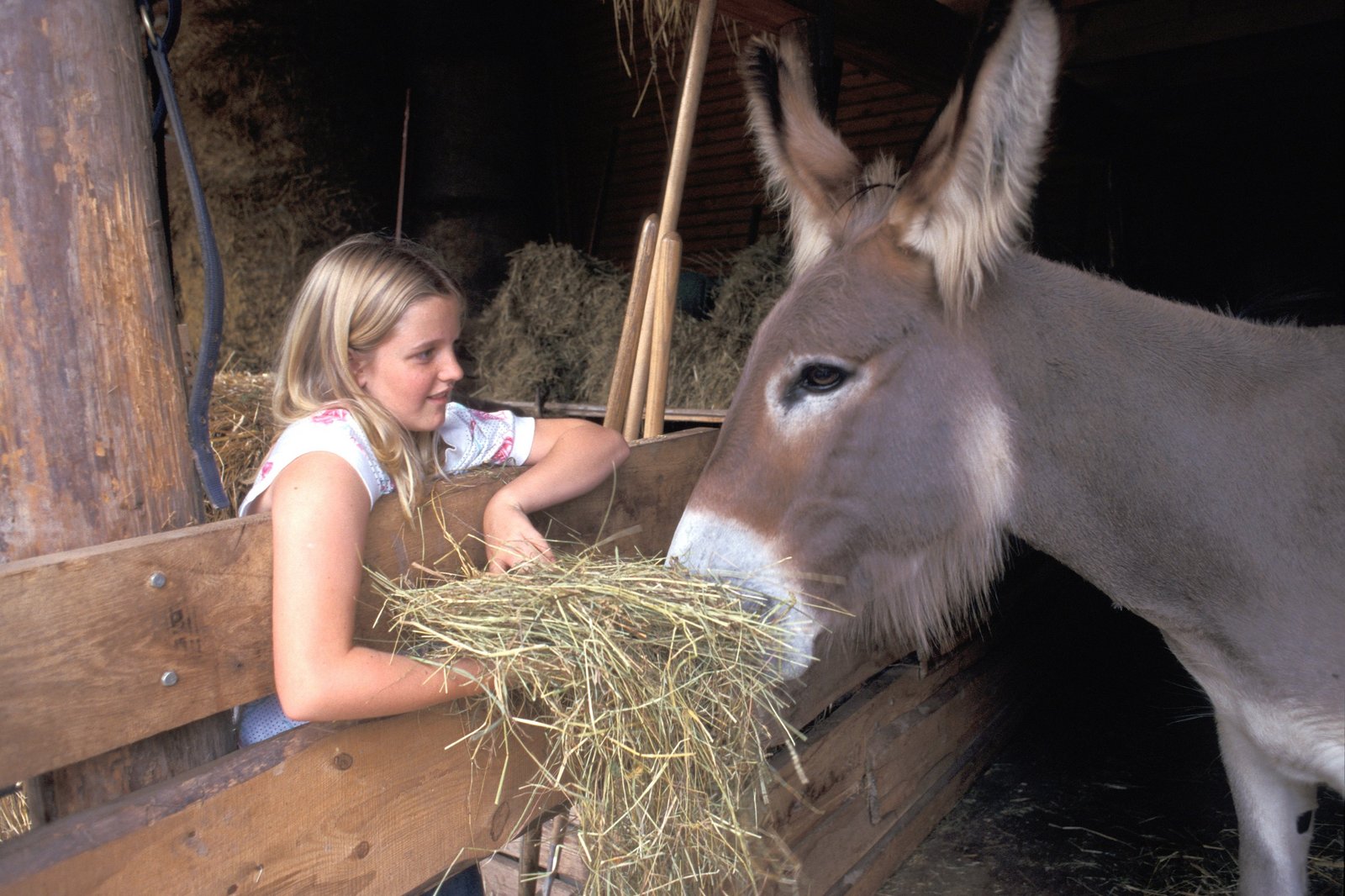 Mädchen füttert Esel, Klick führt zu Großansicht im neuen Fenster