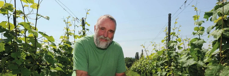 Mann zwischen Weinreben