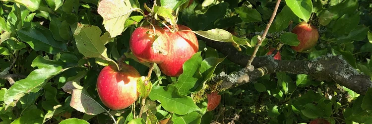 Äpfel am Baum
