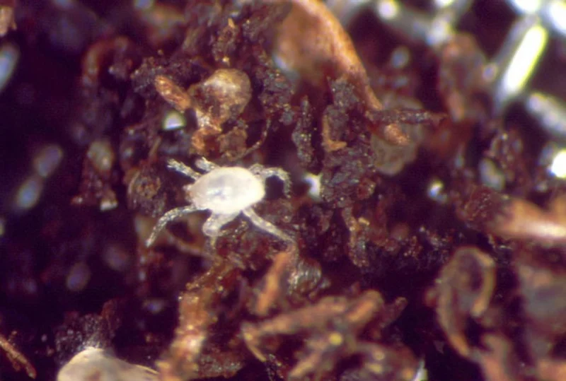 Hypoaspis miles (Raubmilbe)
