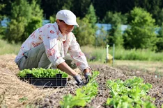 Market Garden