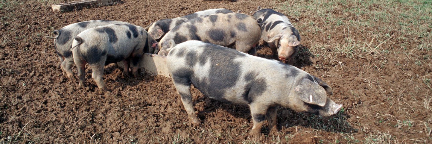 Bio-Schweine auf der Weide