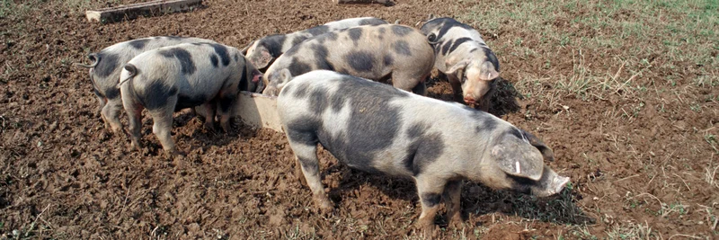 Schweine im Freien