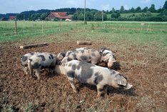 Das natürliche Verhalten von Schweinen
