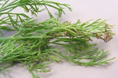 Blattspitzendürre (Itersonilia perplexans)