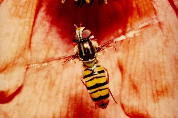 Schwebfliege (Episyrphus balteatus)