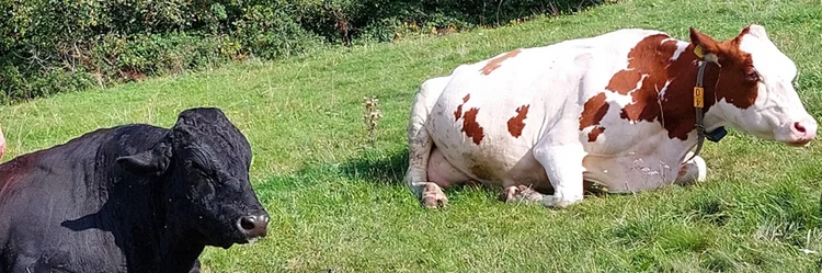zwei Kühe auf der Weide