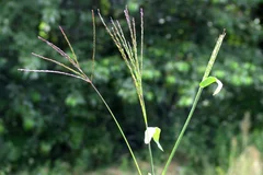 Blühende Bluthirse